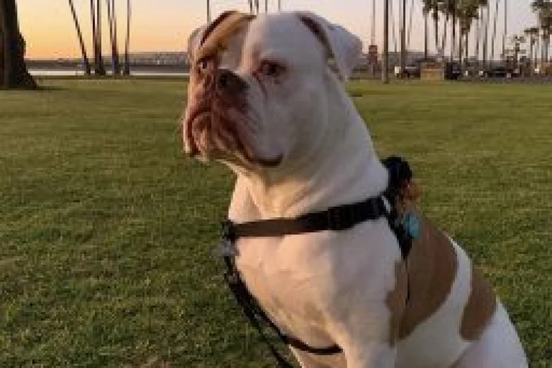 American Bulldog