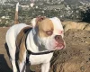 American Bulldog