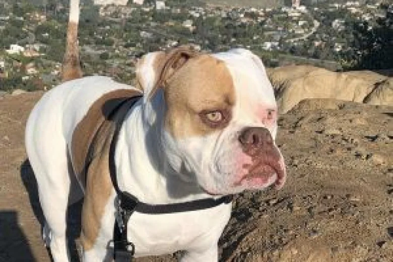 American Bulldog