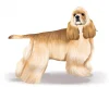American Cocker Spaniel