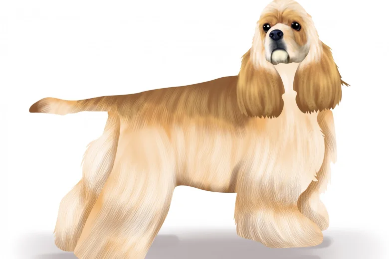 American Cocker Spaniel
