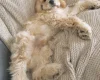 American Cocker Spaniel