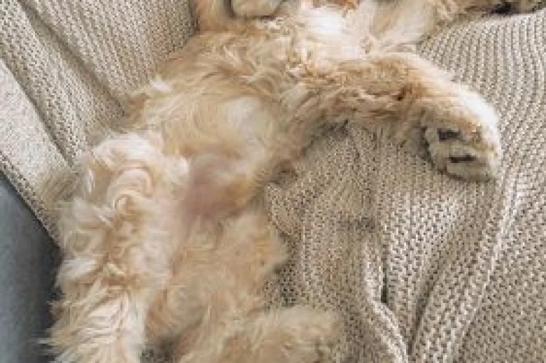 American Cocker Spaniel