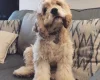 American Cocker Spaniel