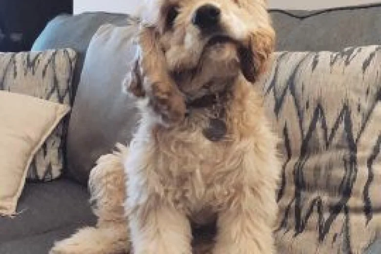 American Cocker Spaniel
