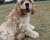 American Cocker Spaniel