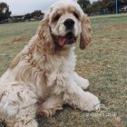 American Cocker Spaniel