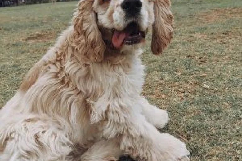 American Cocker Spaniel