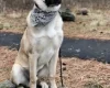 Anatolian Shepherd Dog