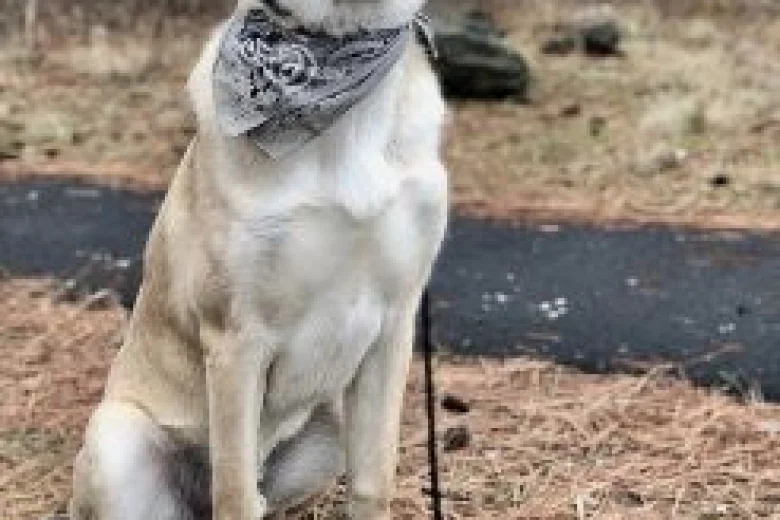Anatolian Shepherd Dog