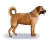 Anatolian Shepherd Dog