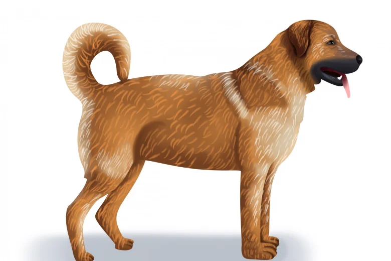 Anatolian Shepherd Dog