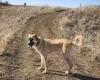 Anatolian Shepherd Dog