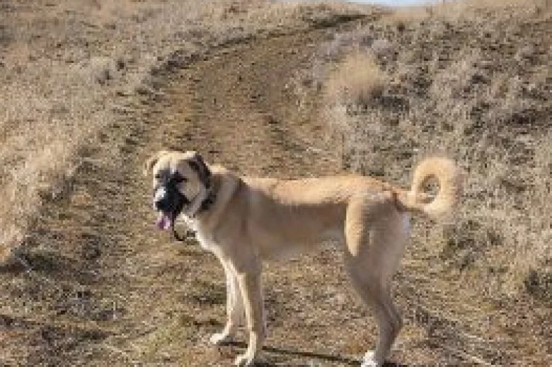 Anatolian Shepherd Dog
