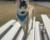Anatolian Shepherd Dog
