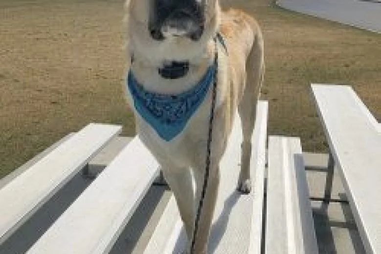 Anatolian Shepherd Dog