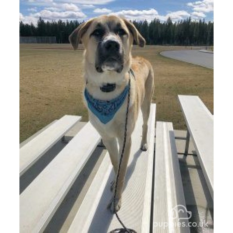 Anatolian Shepherd Dog