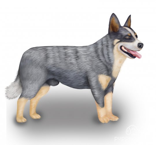 Australian Cattle Dog