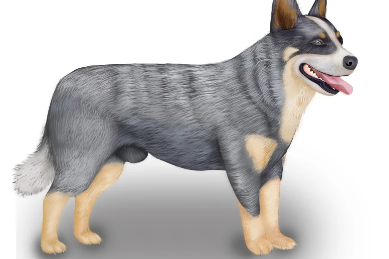 Australian Cattle Dog