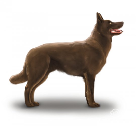 Australian Kelpie