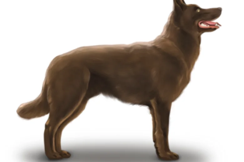 Australian Kelpie