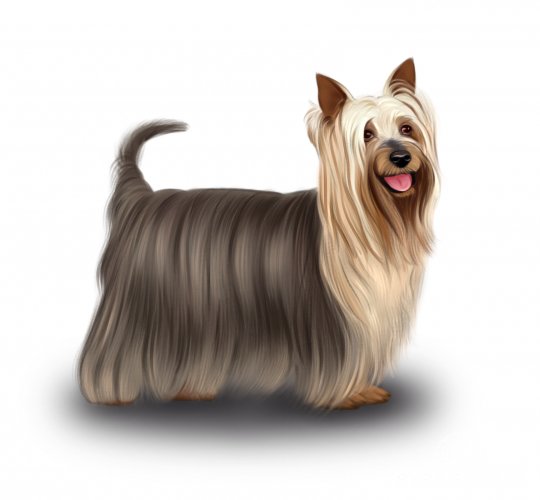 Australian Silky Terrier