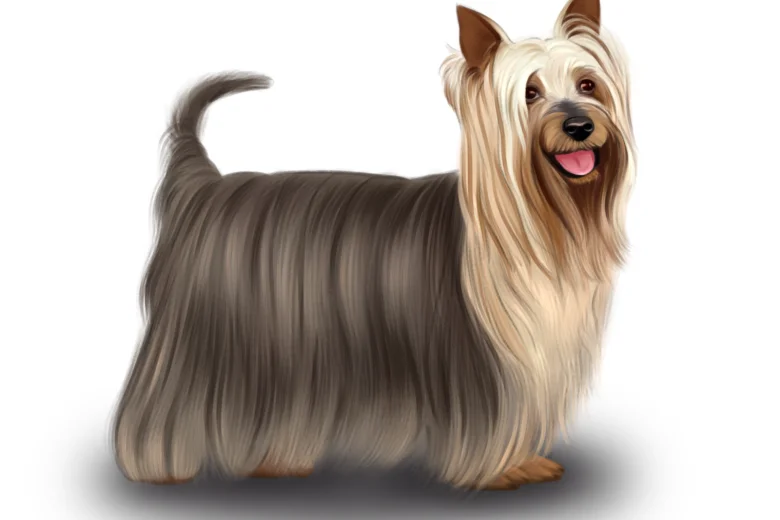 Australian Silky Terrier