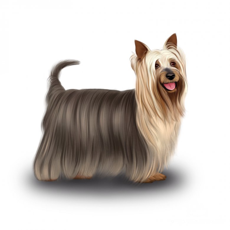 Australian Silky Terrier