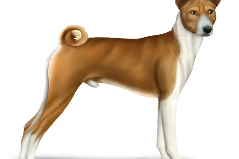 Basenji