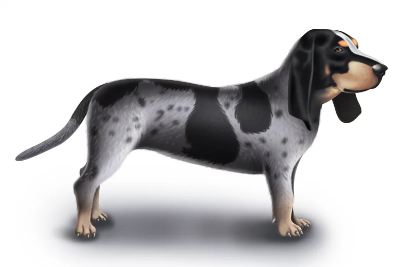 Basset Bleu De Gascogne