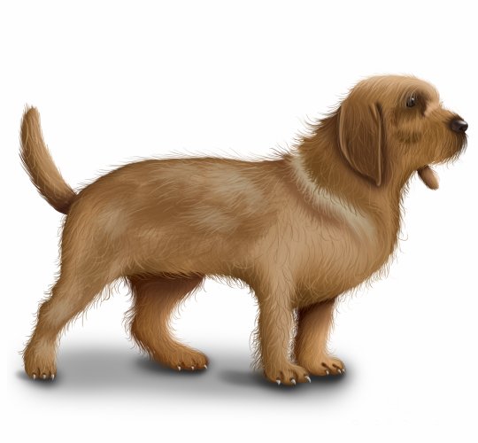 Basset Fauve De Bretagne