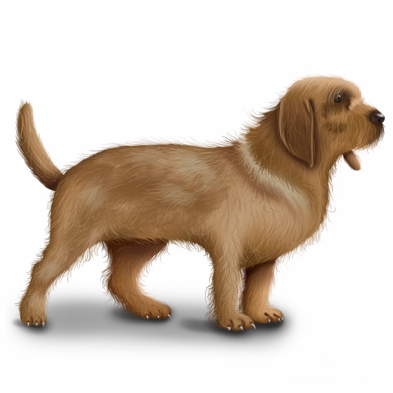 Basset Fauve De Bretagne