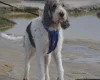 Basset Griffon Vendeen