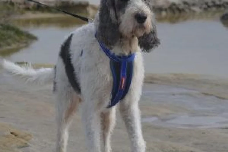 Basset Griffon Vendeen