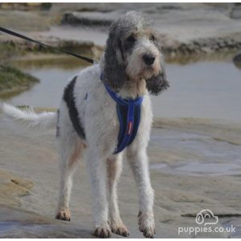 Basset Griffon Vendeen