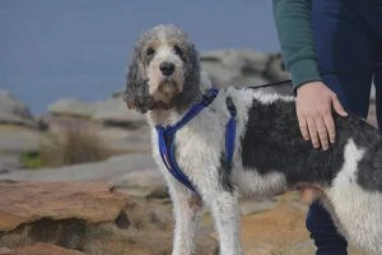 Basset Griffon Vendeen