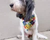 Basset Griffon Vendeen
