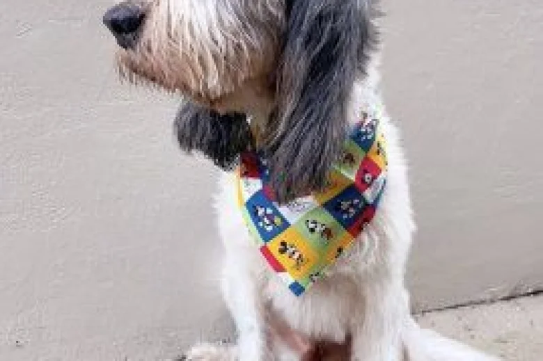 Basset Griffon Vendeen