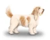 Basset Griffon Vendeen