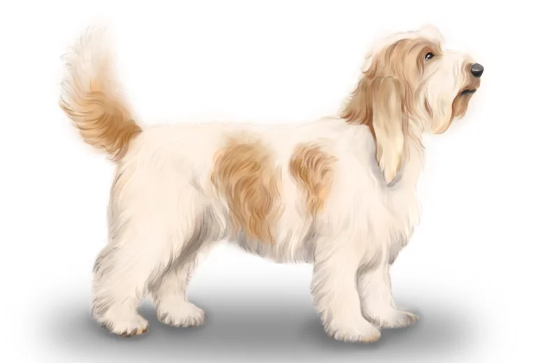 Basset Griffon Vendeen