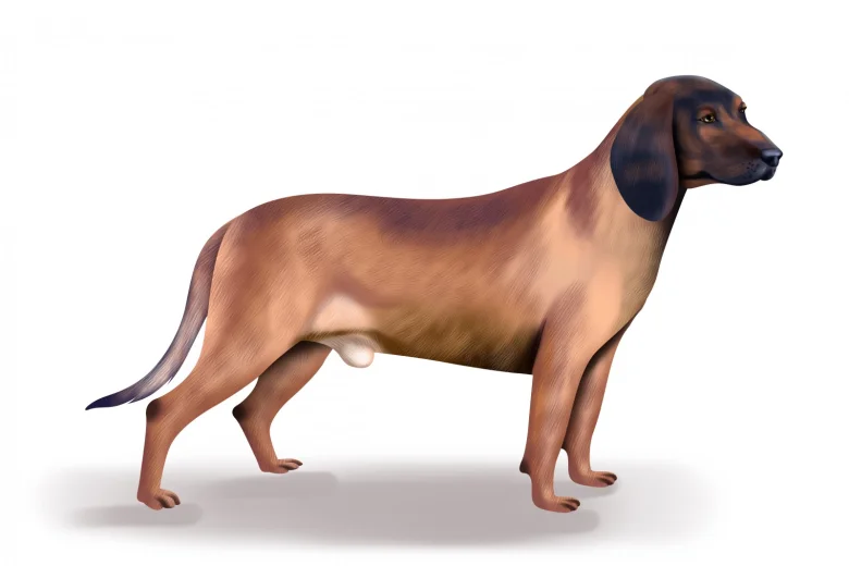 Bavarian Mountain Hound
