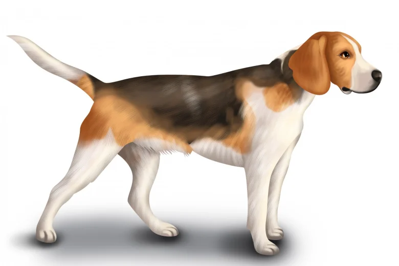 Beagle