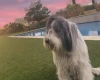 Bearded Collie