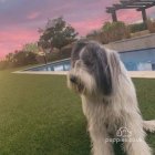 Bearded Collie