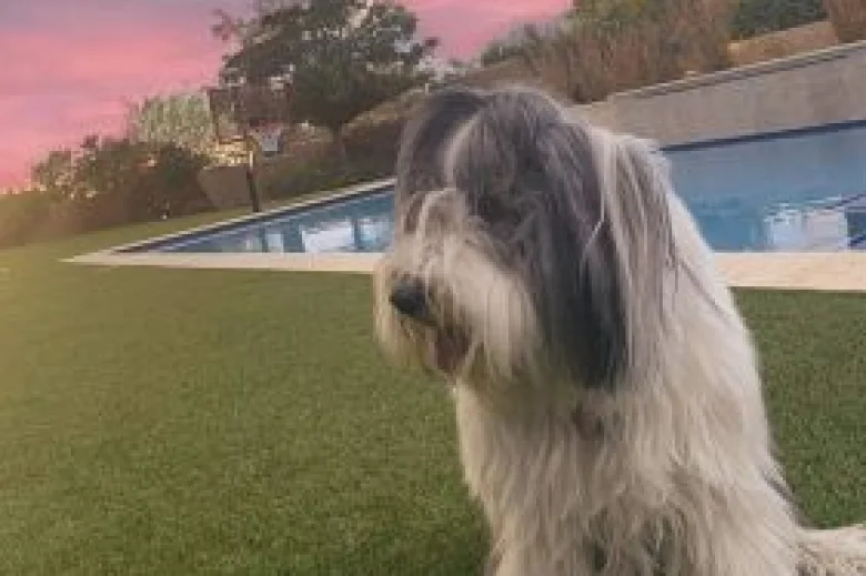 Bearded Collie