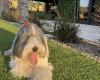 Bearded Collie