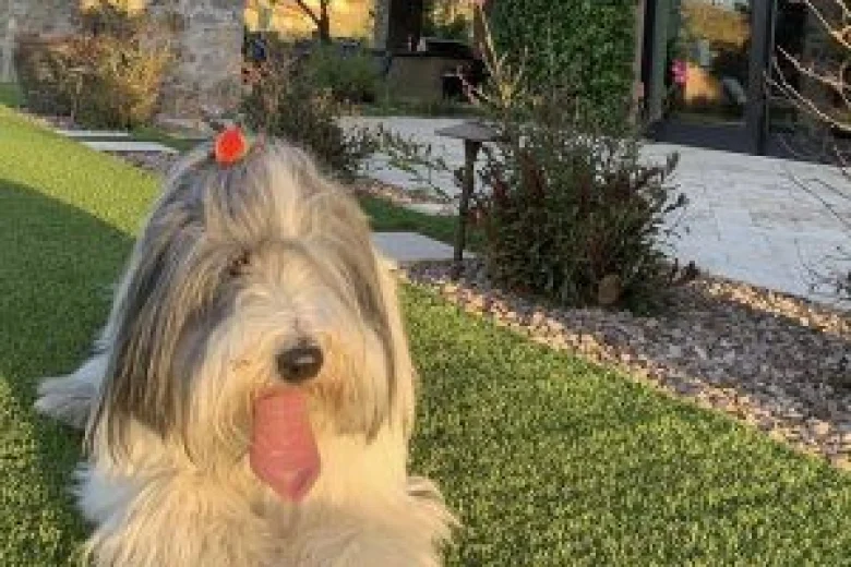 Bearded Collie