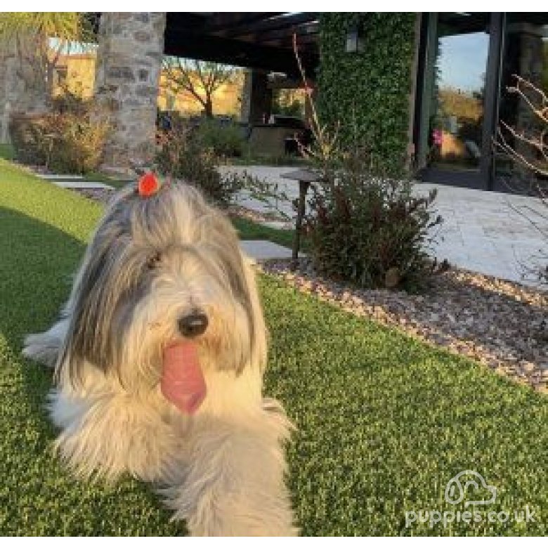 Bearded Collie