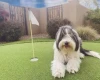 Bearded Collie