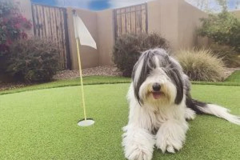 Bearded Collie